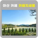 지새울베이커리 | 아산 대형 카페 지새울 샤스타데이지명소 5.17 다녀온 후기