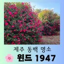 테마가 있는 안양소리여행 | [제주 여행] 제주 동백꽃 무료로 볼 수 있는 곳 "윈드 1947 테마파크" 편안한 방문후기