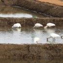 서산버드랜드 이미지