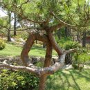 소나무정원 이미지