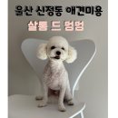 살롱드멍멍 이미지