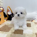 솜뭉치 | 마산강아지분양 말티즈분양 후기애교쟁이 솜뭉치