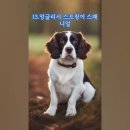 영리한 애완견/애완묘 순위 20 이미지