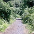 청수 곶자왈 이미지