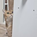 캣플헤븐 | <대구>고양이 좋아하면 무조건 가야함… 동성로 캣플헤븐 솔직 후기🐾