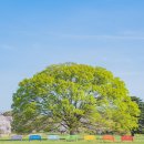 공원플라워 이미지