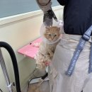 군산세무서 | 전북 군산 무마취 고양이 미용, 냥냥쌀롱 내돈내산 후기