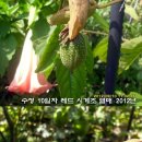 수정열매 이미지