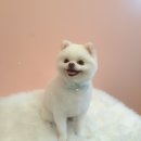 코모네펫하우스 이미지