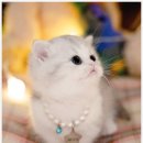 메종드센텀 이미지