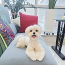 쁘띠 애견 | 송도애견미용 인천애견미용 찾으세요? 인천 강아지미용 송도비숑미용잘하는곳 추천합니다! &#39;쁘띠멍&#39;