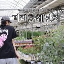 미래 | 부산 화훼단지 추천 식집사 필수 기장 미래화훼단지 후기