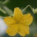 번개농장 이미지