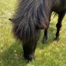 고향목장 이미지