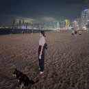 댕댕이꺼 | 봄맞이 댕댕이 옷갈아입히기 🐻🎀 아이캔더 하네스 + 딩글댕글백 (+리드줄)