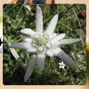 대형애견 이미지