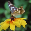 꽃피는 닭갈비 이미지