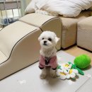 메트로펫 이미지