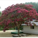 9월 11일 배롱나무 (Indian lilac, Crape myrtle) 이미지