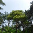 황금 소나무 이미지