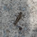 맹골마을 공중화장실 이미지