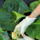 하은이네 농장 이미지