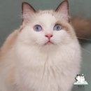 뽀송캣 이미지