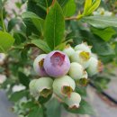 룰루베리팜 이미지