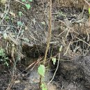 ㈜희망을심는나무 | [봉사활동] 2025 ‘희망의숲 나무심기’ 활동