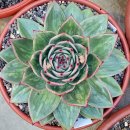 꿈의궁전 이미지