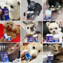 독한고양이 | 슈퍼벳 안티콜록 강아지 고양이 기관지 영양제 협착증 기침 관리 후기 60캡슐