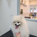 두리애견 이미지