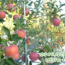 청송사과 - 수원시 장안구 경수대로878번길 12 | 청송사과
