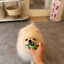 강아지 미용실 | [동탄] 동탄 강아지 미용실Ⅰ내돈내산 강아지미용실 후기Ⅰ오도르봉