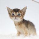 선운 농장 | 광주선운지구고양이분양 서로 티키타카하는 기분까지