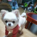 똥강아지 Daum카페