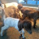 슈퍼염소농장 이미지