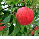 정명호농장 이미지