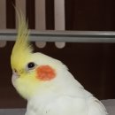 산타클라라동물병원 이미지