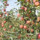 청명농장 이미지