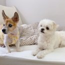 엘리자펫 이미지