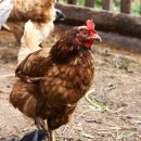 동네치킨 이미지