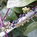 오남2리 이미지