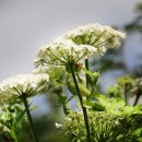 곰배령끝집 이미지