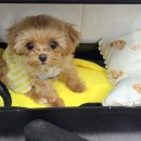 댕스마일 이미지