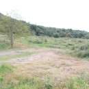 숲 태양광발전소 이미지