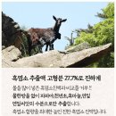 민들레흑염소농장 이미지