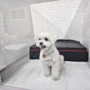 오픈독하우스 이미지