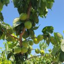 매실나무 2그루 이미지