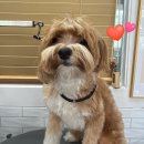 스파펫살롱